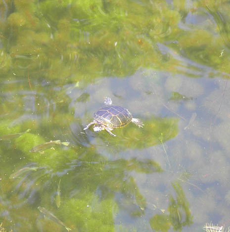 07-_Turtle