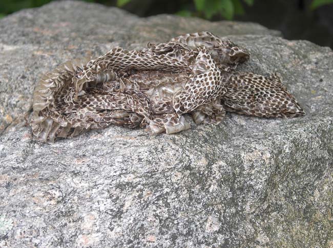 87_Snakeskin