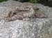 87_Snakeskin