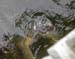 88_TurtleMan-1
